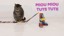 Miou Miou Tute Tute Cat GIF - Miou Miou Tute Tute Cat Domino GIFs