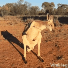 Itchy Scratch GIF - Itchy Scratch Kangaroo GIFs