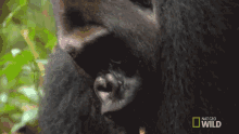 Searching Kingo GIF - Searching Kingo Behold The King Of The Jungle GIFs
