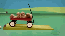 puppies cutie wagon ride golden retriever