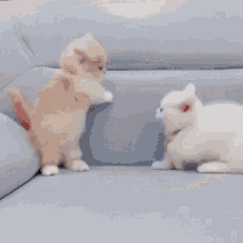 Kitten Smol GIF - Kitten Smol Tiny GIFs