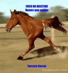 Cavalo De GIF - Cavalo De Duas GIFs