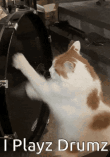 Turkish Van Cat Drumming GIF - Turkish Van Cat Drumming GIFs