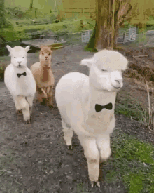 Llamas With Bow Tie Llamas GIF - Llamas With Bow Tie Llamas Walking Around GIFs