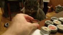 Cat Doesn'T Like That Smell - Stinky GIF - Stinky GIFs
