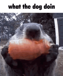 What The Dog Doin Whats Is Dog Do GIF - What The Dog Doin What Whats Is Dog Do GIFs