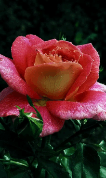 Flower Rose GIF - Flower Rose Glitter GIFs