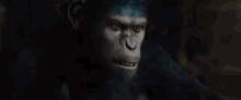 Caesar Planet Of The Apes GIF - Caesar Planet Of The Apes No GIFs