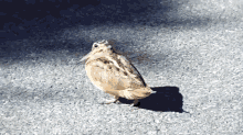 bird weird funny walk road bird weird funny walk road