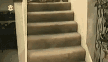 cat falling stairs