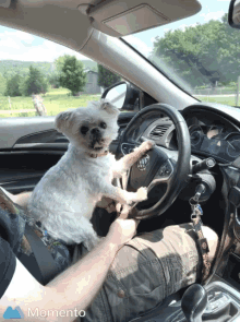 Dog Puppy GIF - Dog Puppy Driving GIFs