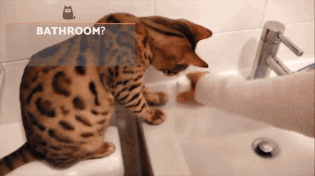 Why Do Cats Wait Outside The Bathroom GIF - Why Do Cats Wait Outside The Bathroom GIFs