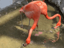 Flamingos GIF - Flamingos Flamingo GIFs