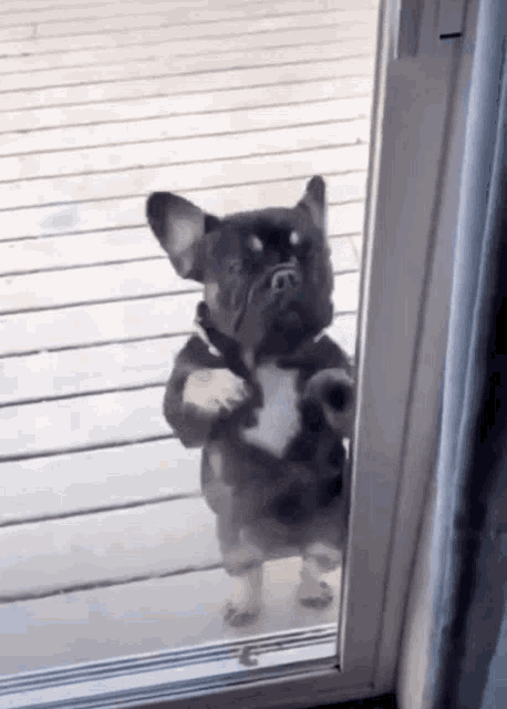 dog-door-dog-dance.gif