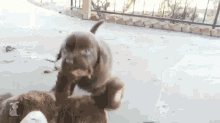Lab Puppies Wrestle Teddy Bear GIF - Puppy Teddybear Pet GIFs