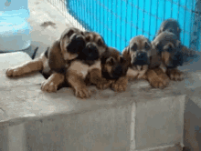 bloodhound hound dog animal pet bloodhound hound dog animal pet