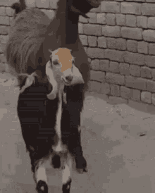 goat-dancing.gif