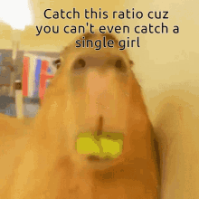 Ratio Capybara GIF - Ratio Capybara GIFs
