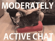 Moderately Active Chat Dead GIF - Moderately Active Chat Active Chat Chat GIFs