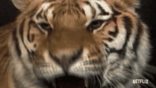 Rawr Big Cat GIF - Rawr Big Cat Tiger GIFs