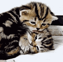 Cats Lick Face GIF - Cats Lick Face Kitten GIFs