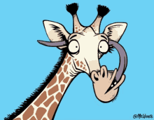 giraffe animal facts lick inside ears