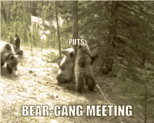 Bear Gang Ginbay GIF - Bear Gang Bear Ginbay - Discover & Share GIFs