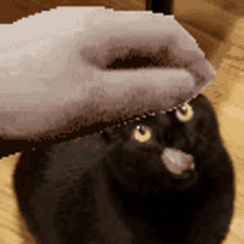 Cat Pet Black Cat GIF - Cat Pet Black Cat Mandem GIFs