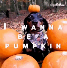 I Wanna Be A Pumpkin The Pet Collective GIF - I Wanna Be A Pumpkin The Pet Collective Dog GIFs