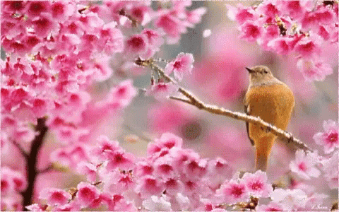Spring GIF - Spring - Discover & Share GIFs
