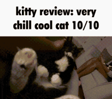 kitty review tim cat chill cool cat review