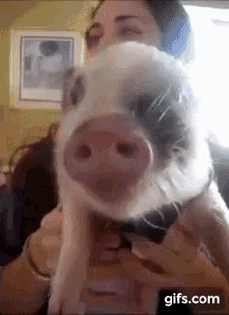 Pig Out GIF - Pig Out GIFs