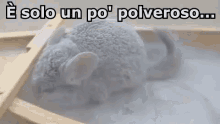 Cincillà Roditori Polvere Polveroso Animali GIF - Chincilla Rodent Dusty GIFs