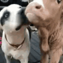 Dog Calf GIF - Dog Calf Cow GIFs
