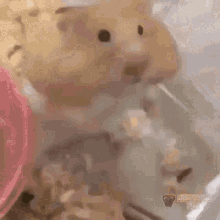 A Mimir Hamster Mimir GIF - A Mimir Mimir Hamster Mimir GIFs