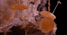 Super Mario Bros Movie Mushroom GIF - Super Mario Bros Movie Mushroom Trust The Fungus GIFs