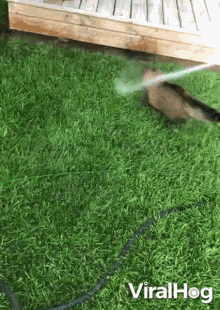 cat playing with water hose viralhog cat chasing the water playing cat