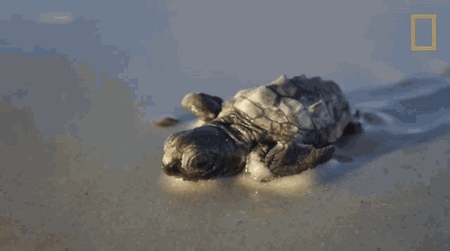 Baby Sea Turtle World Turtle Day Gif Baby Sea Turtle World Turtle Day Untamed With Filipe De Andrade Discover Share Gifs