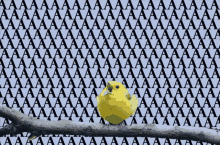 Aaaaaaa Yellow Bird GIF - Aaaaaaa Yellow Bird GIFs