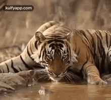 Drinking Water.Gif GIF - Drinking Water Tiger Puli GIFs