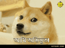 doge doge gif cute doge funny doge doge bangla doge doge gif cute doge funny doge doge bangla