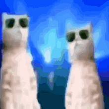 Rmflrt Cat GIF - Rmflrt Cat GIFs