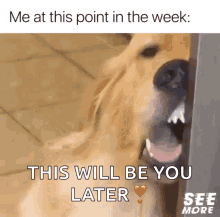 work dog