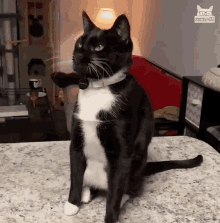 Cheese Challenge Cat GIF - Cheese Challenge Cat Fall Off Table GIFs