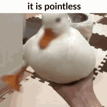 duck it is pointless duck it is pointless pointless