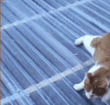 Slide Cat Slide GIF - Slide Cat Slide Cat Sliding GIFs
