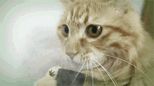 Cat Vacuum GIF Cat Vacuum Smoke Discover Share GIFs Cat Vacuum