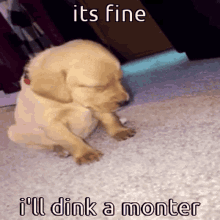 Animals With Captions Tired Animal GIF - Animals With Captions Tired Animal Tired Dog GIFs