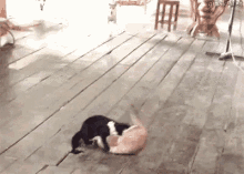 Cat Fight GIF - Cat Fight Dog Rescue Cats GIFs