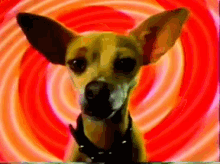 taco bell chalupa dog